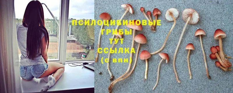 Галлюциногенные грибы Psilocybine cubensis  площадка как зайти  Пошехонье 